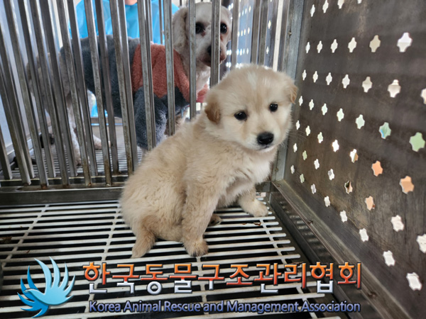 종료(안락사) 믹스…
